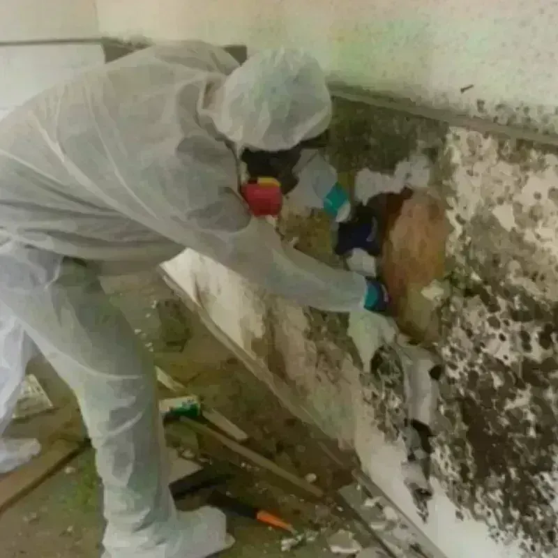 Mold Remediation and Removal in Sigourney, IA